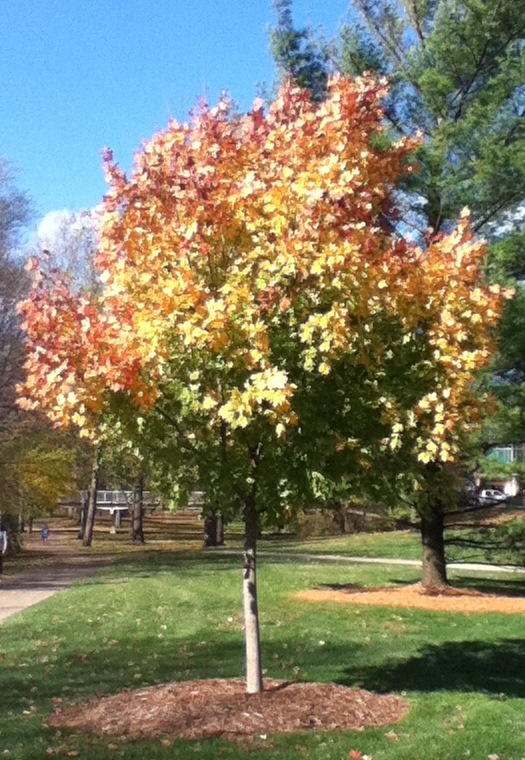 Tree in fall with red, yellow, and green leaves